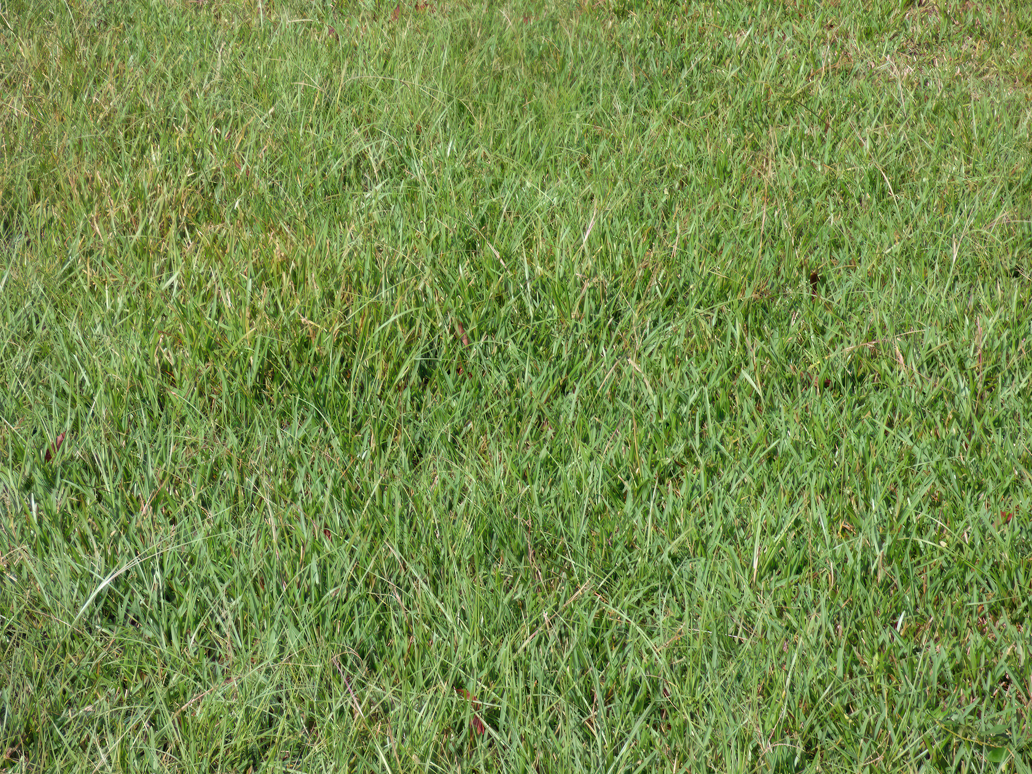 Field of carpetgrass